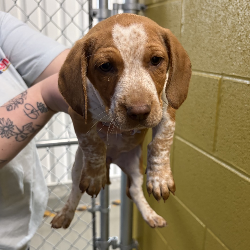 Whimsy is available for adoption at Athens Animal Services