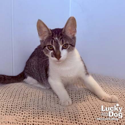 PARSON - Domestic Shorthair available for adoption
