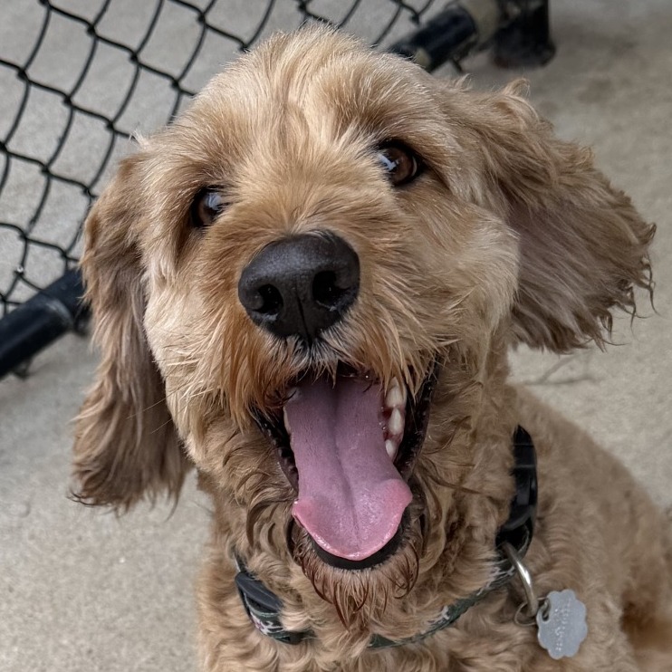 Cockapoo