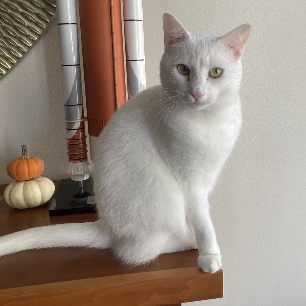 Moxy, photo 5