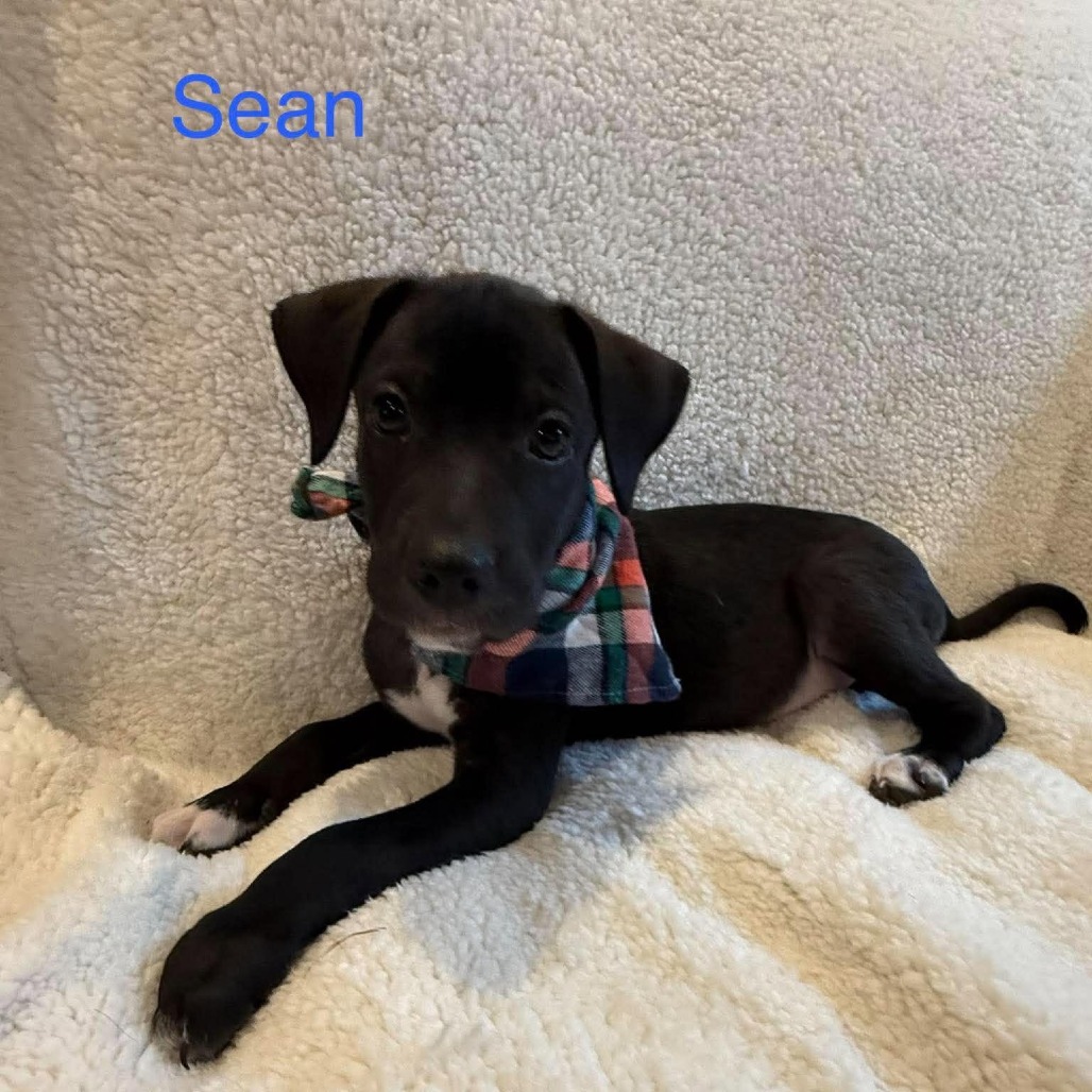 Sean photo 7