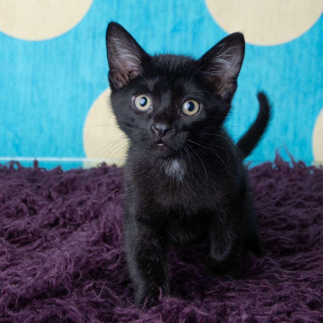Zorro