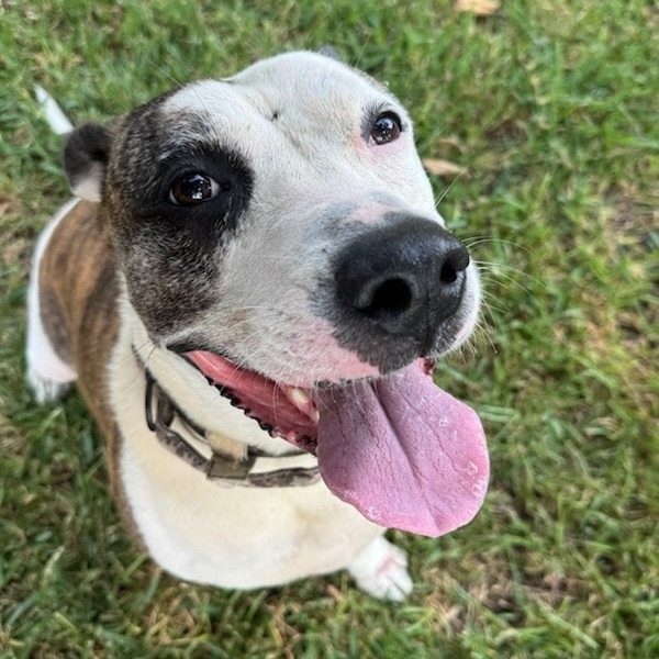Snack Mix, adoptable senior dog