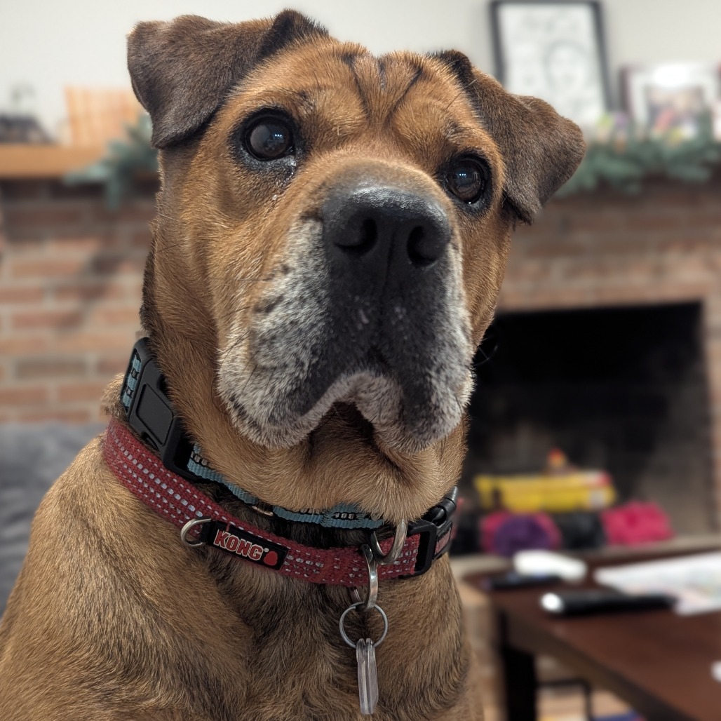 Zoey, photo 17