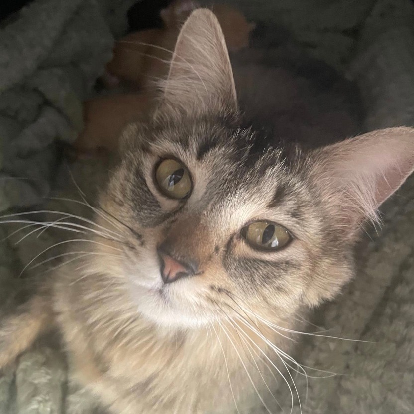Rosie