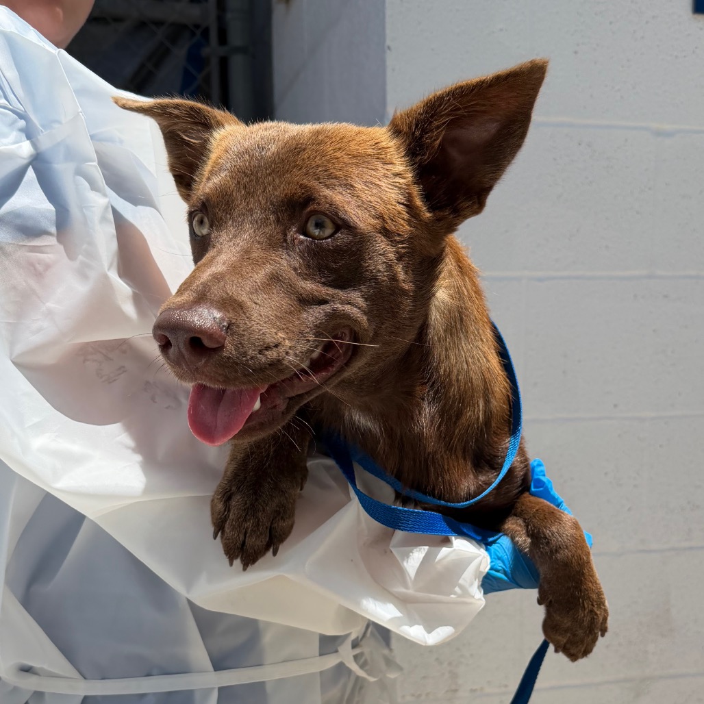 Joey , available for adoption at PVAS