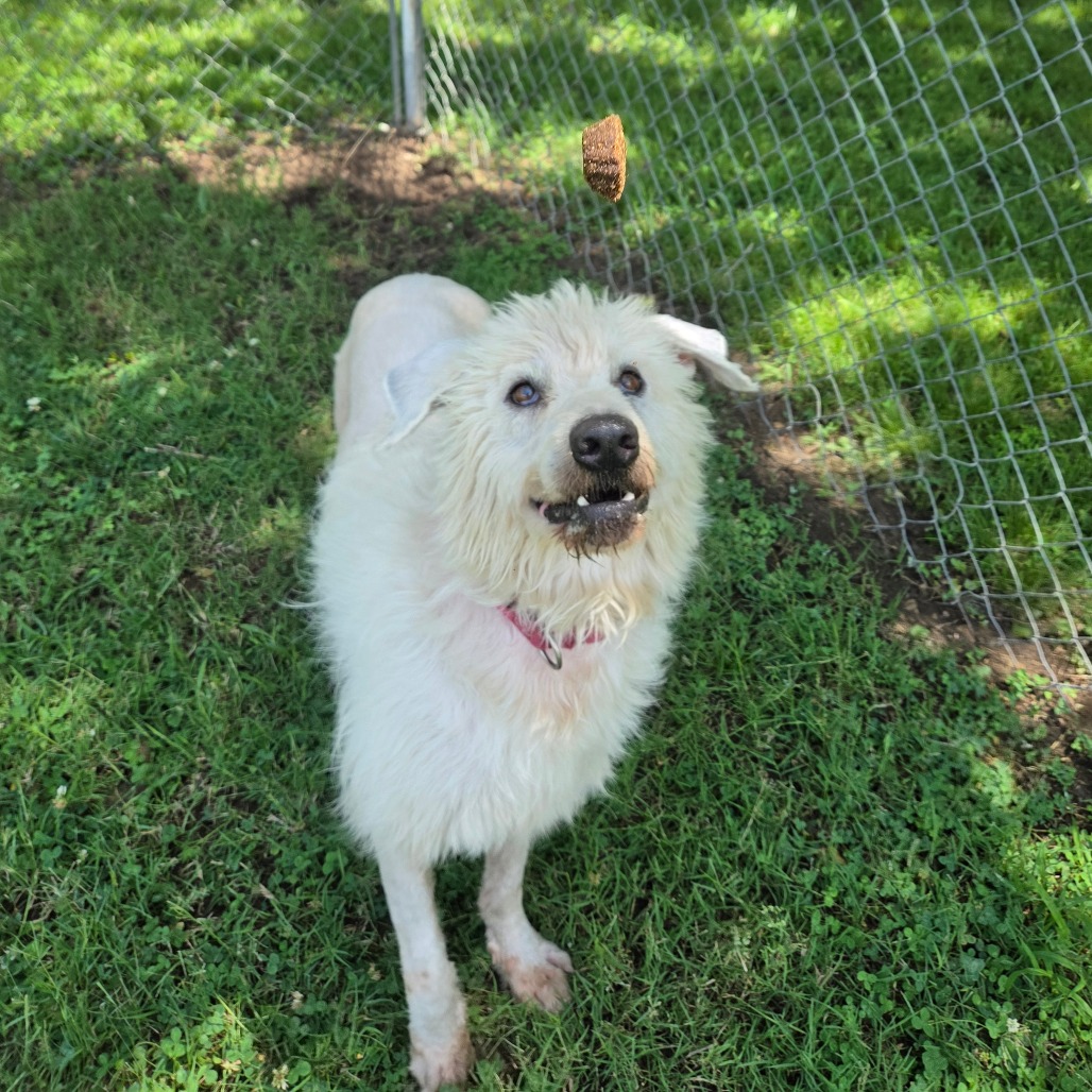 Shaggy photo 27