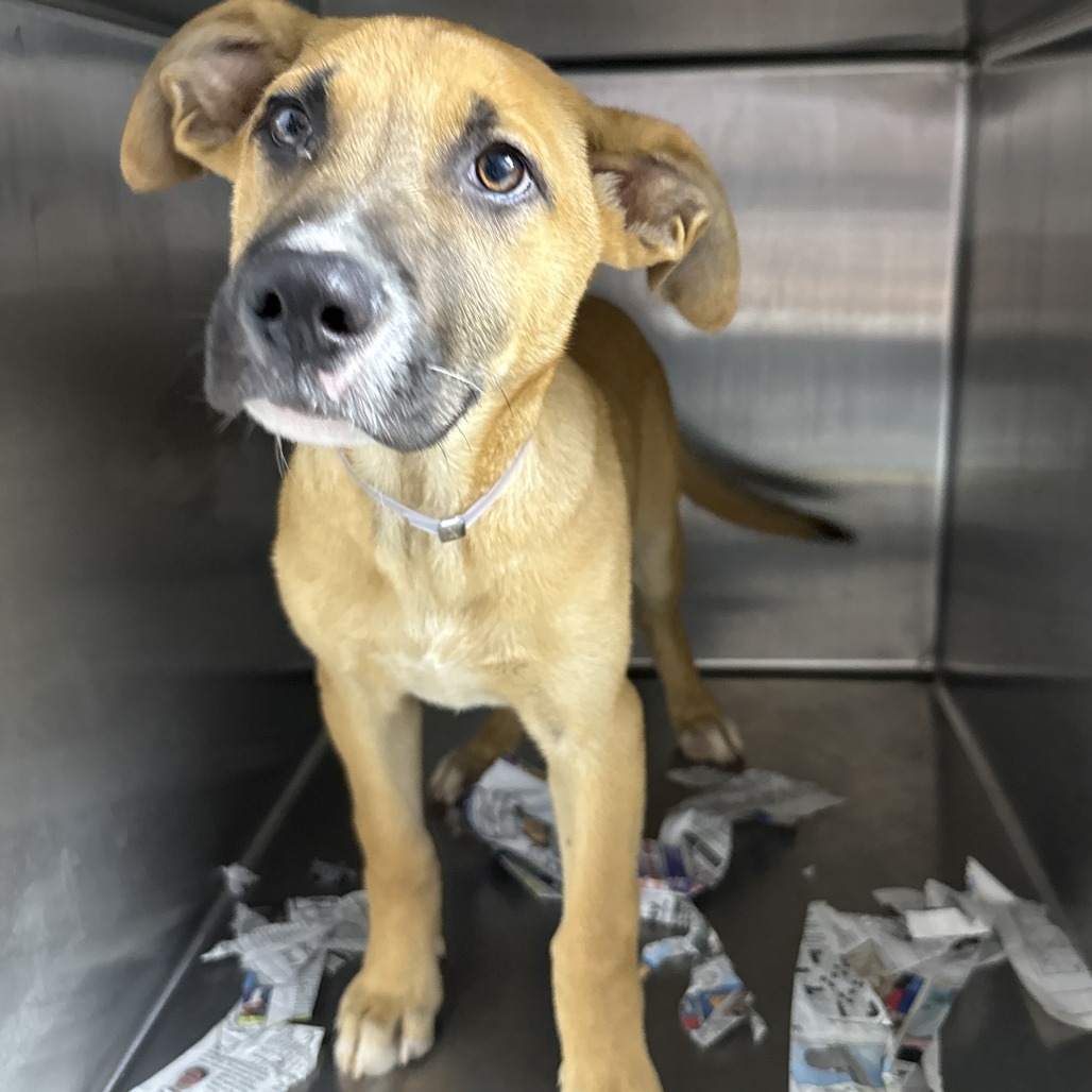 KILOGRAM - Shepherd, Anatolian / Mix available for adoption