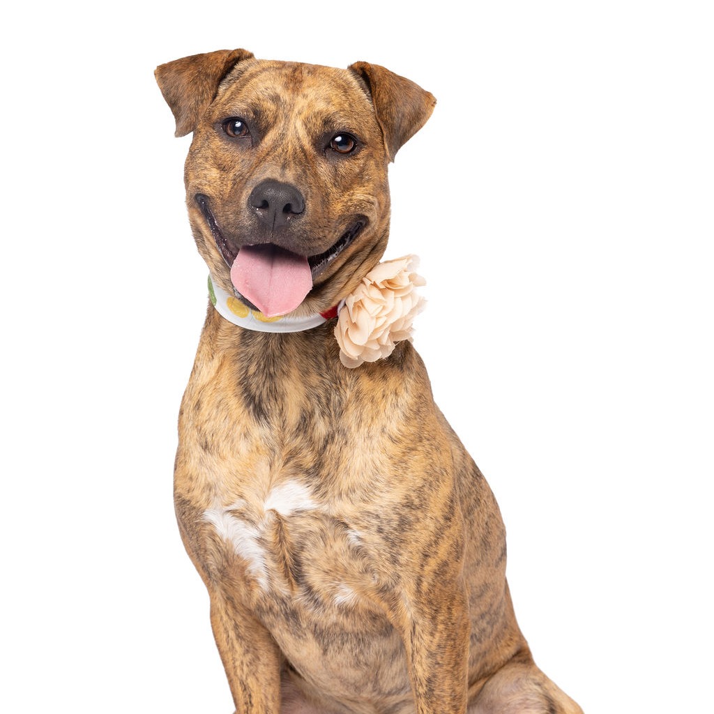 SUNSHINE - Hound available for adoption