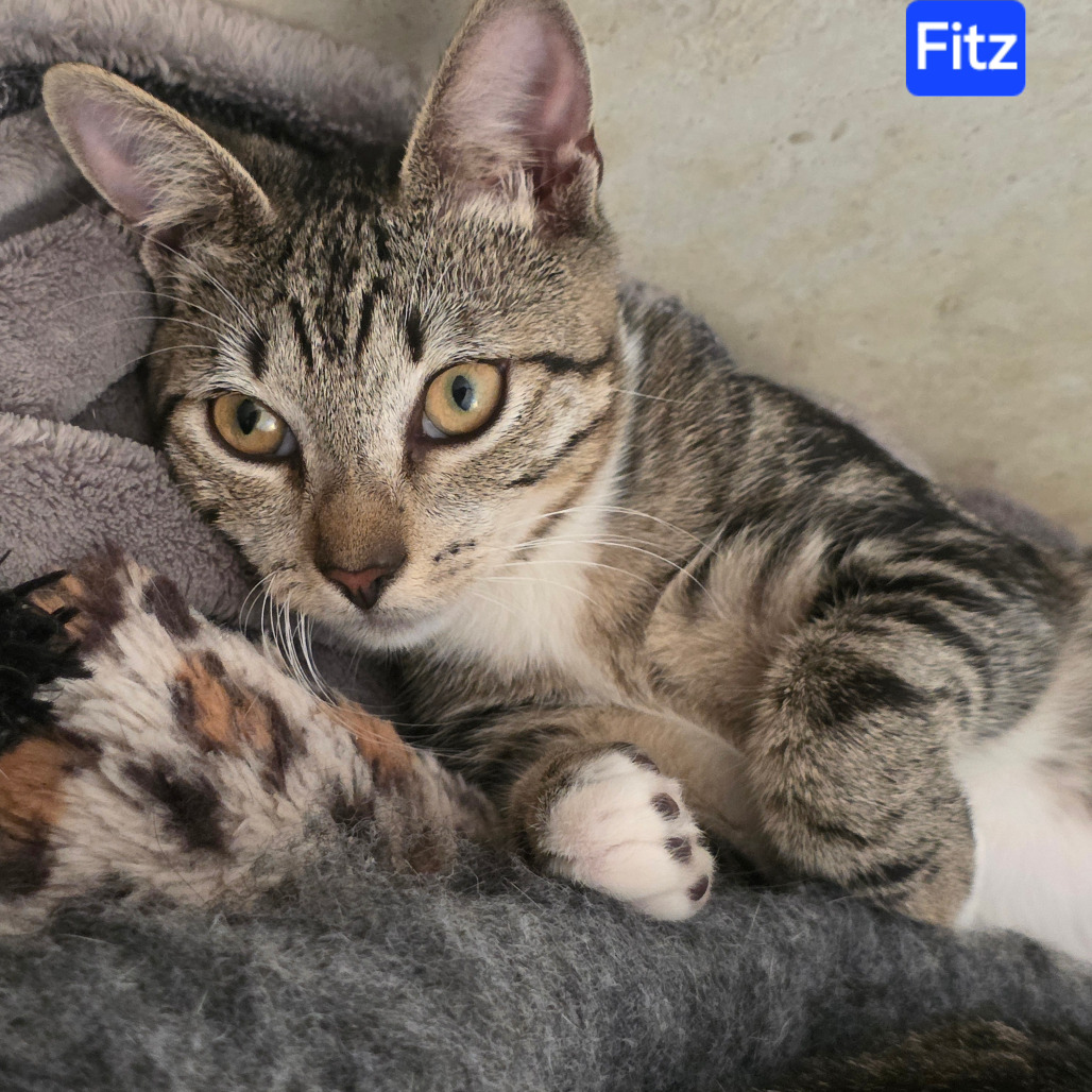 Fitz, photo 2