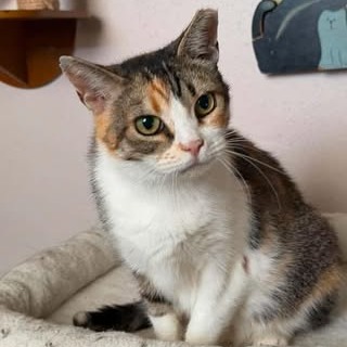 KALLIE - Domestic Shorthair available for adoption