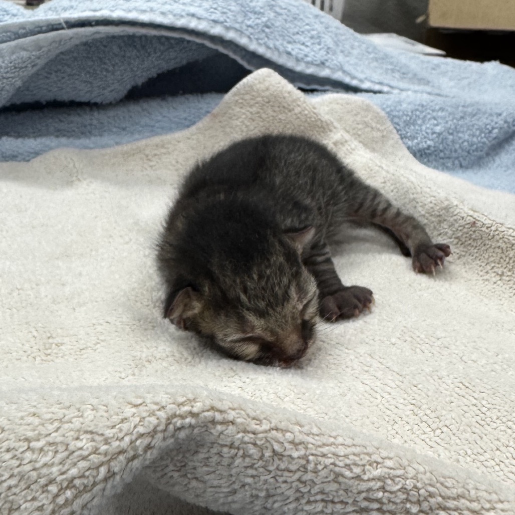 OTTO - Domestic Shorthair available for adoption
