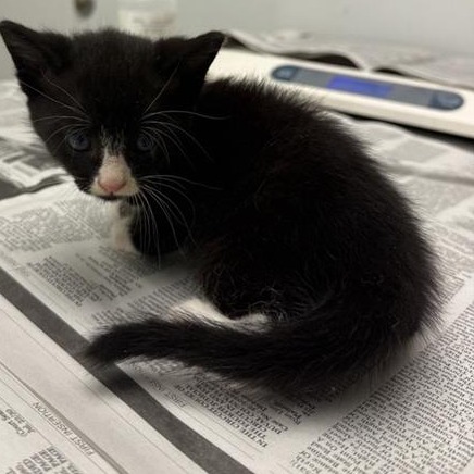 QUEEN CHARLOTTE - Domestic Shorthair available for adoption
