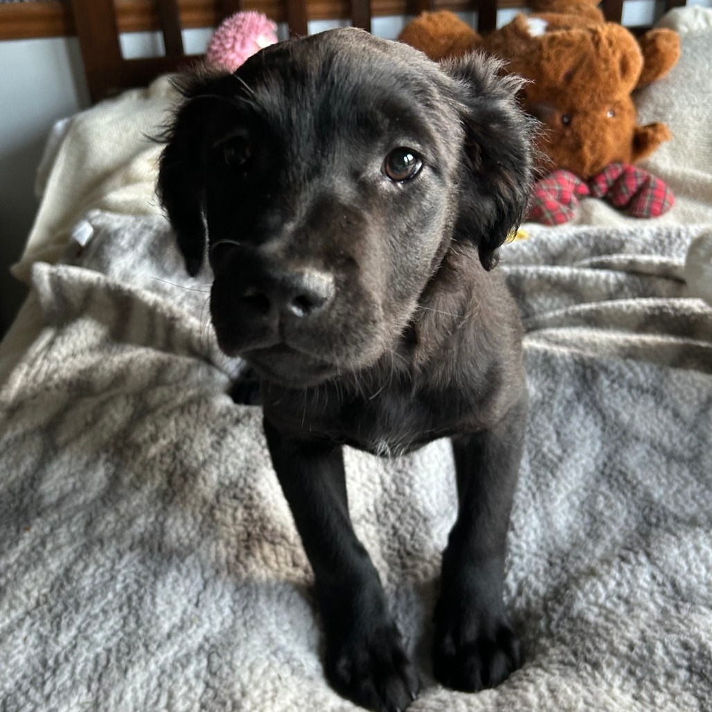 Cora