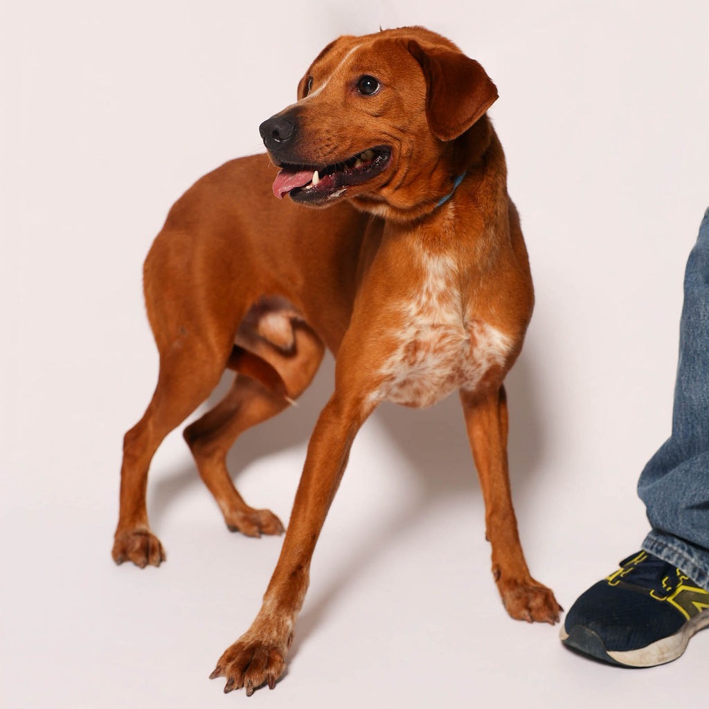 Bucatini, available for adoption at PVAS