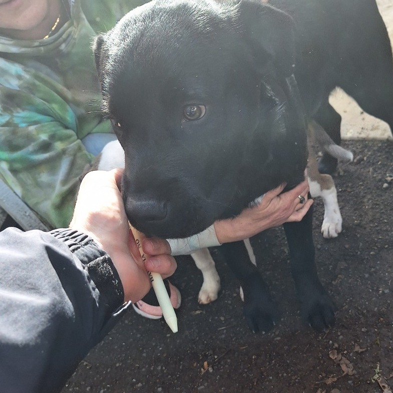 Kennel#24's preview photo