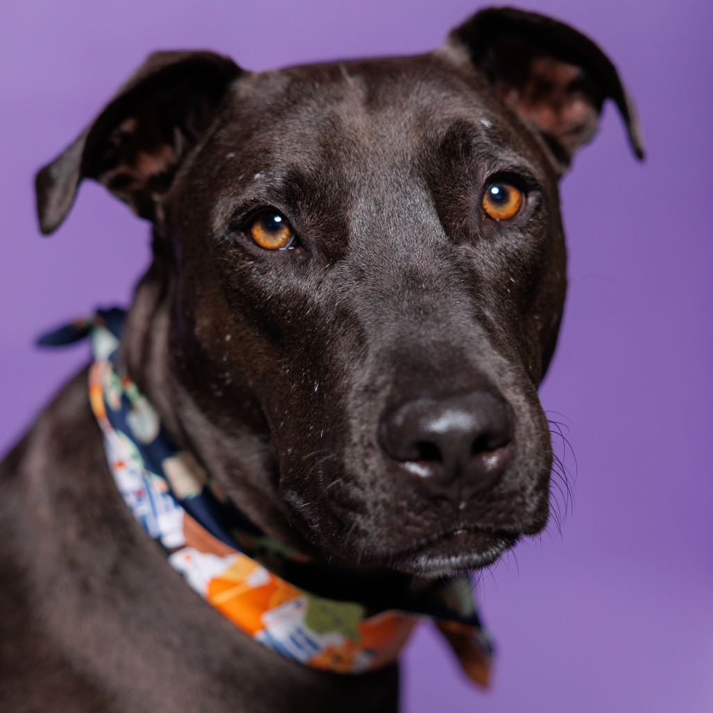 Samuel, available for adoption at PVAS