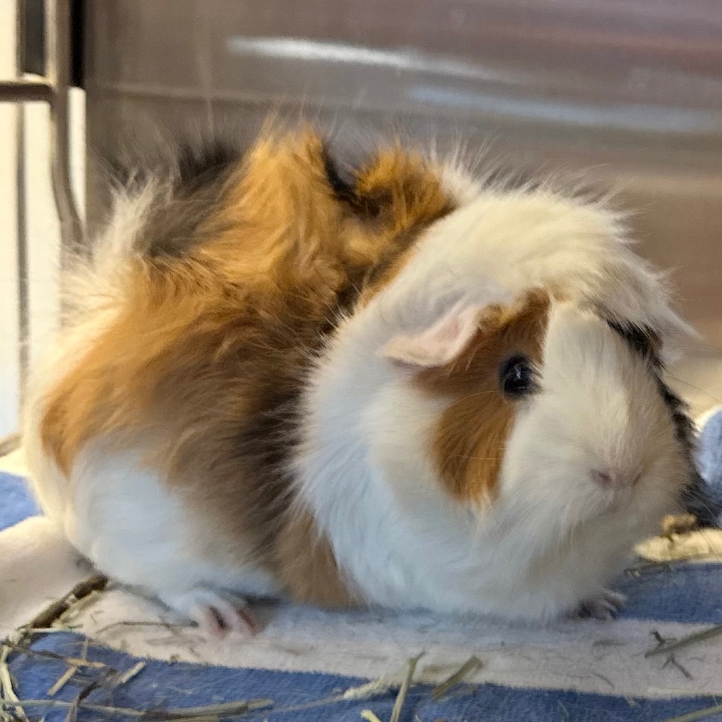 Photo of Smores and Reeses 3