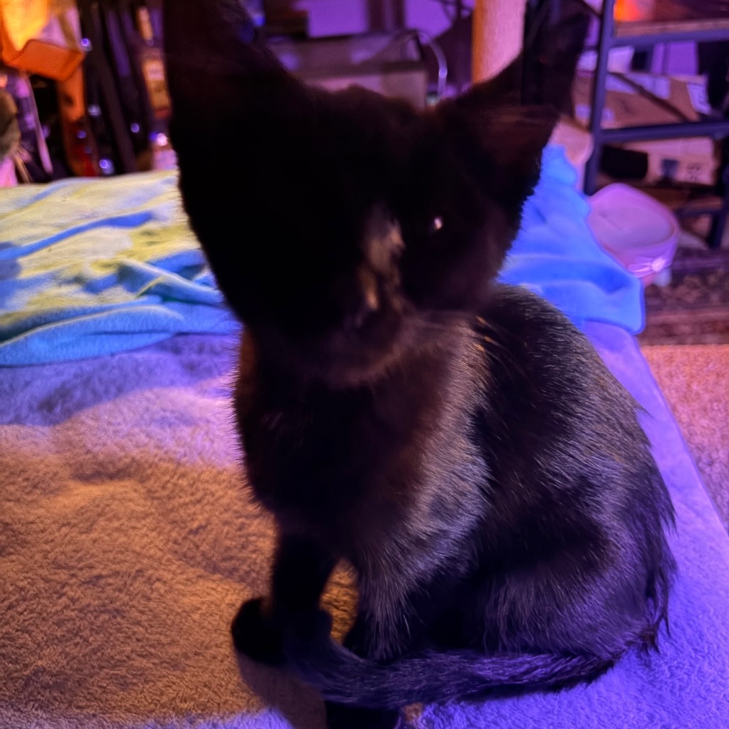 Enderman: I'm in foster, call to meet me!, photo 5