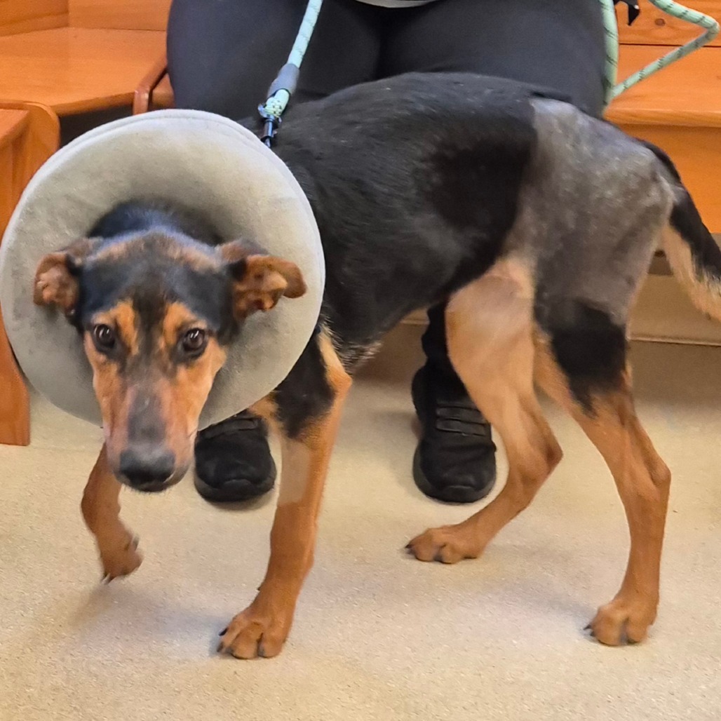 Delilah — thumbnail 2