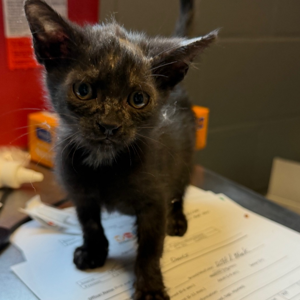 Tusc Stray 84606
