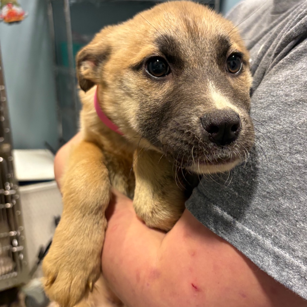 Berry — thumbnail 2