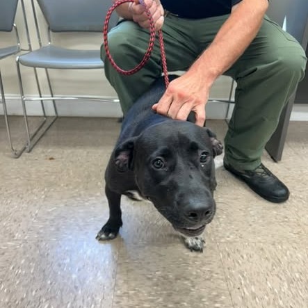 CINDERELLA - Retriever / Black Labrador for adoption in Chattanooga