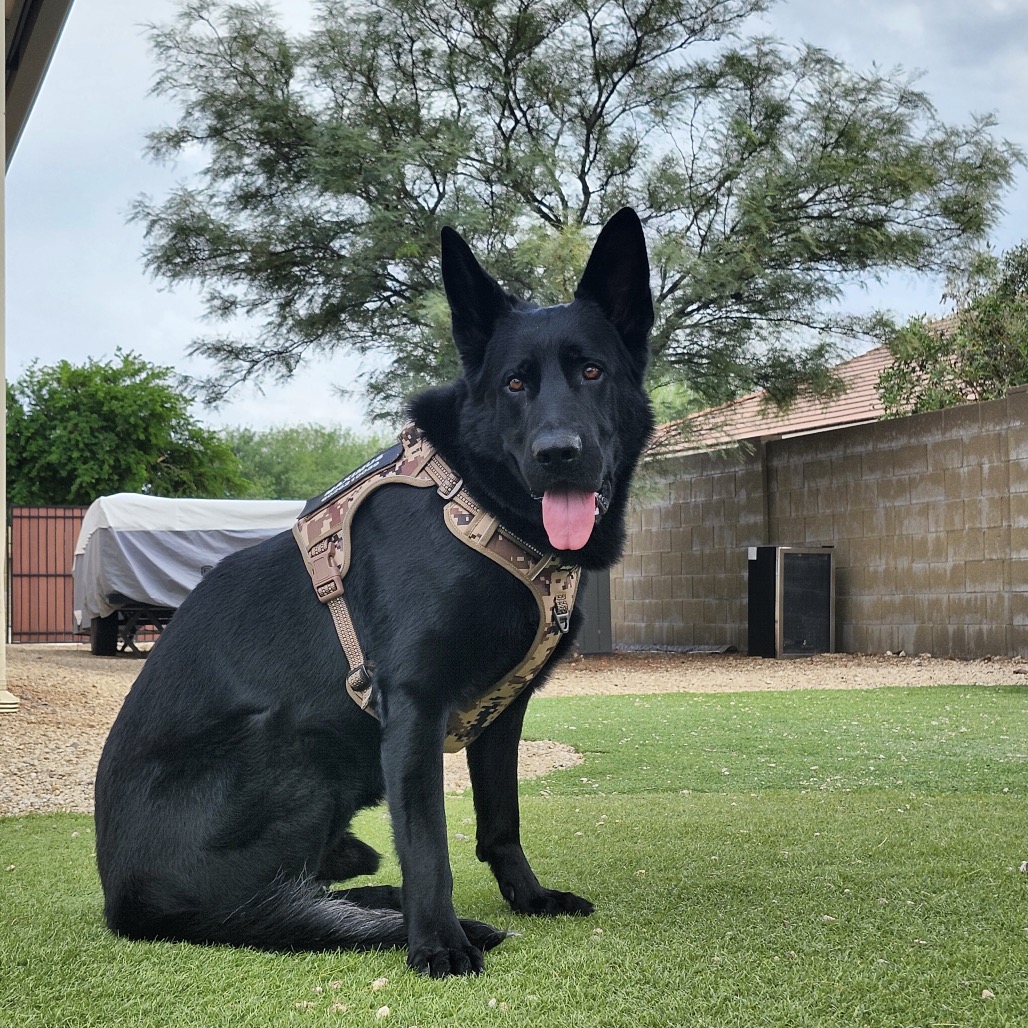Maximus, photo 13