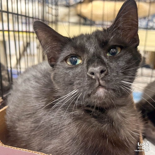 ERNIE - Domestic Shorthair available for adoption