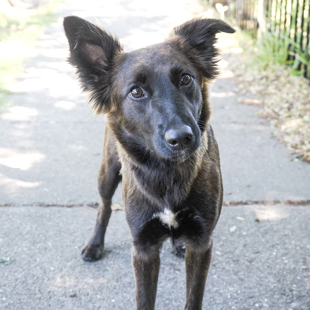 OLIVE, photo 3