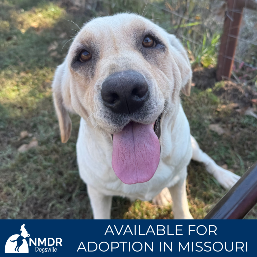 ASPEN - MISSOURI (OT26-49) - Retriever, Yellow Labrador / Mixed Breed (Large) available for adoption
