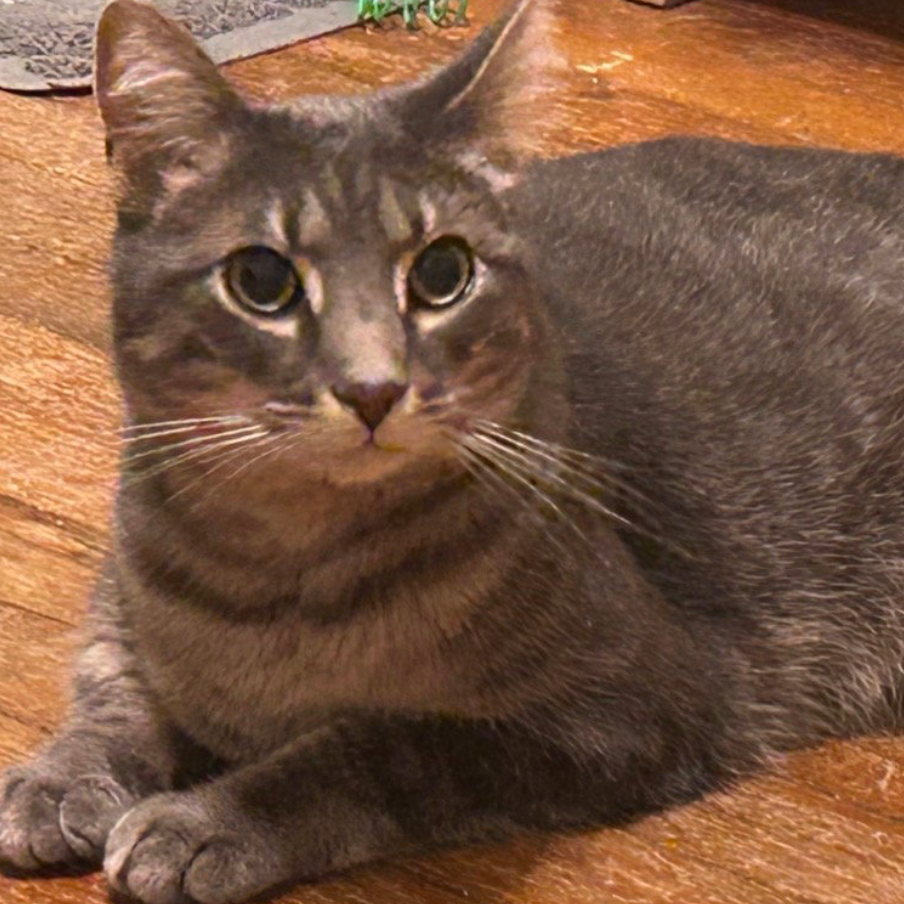 Grayson, available for adoption