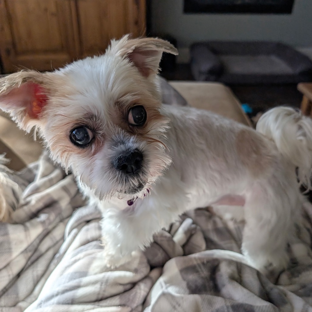 Bella