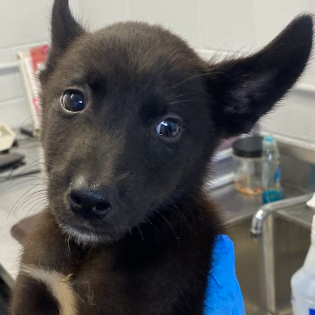 MICKEY - Terrier / Shepherd available for adoption
