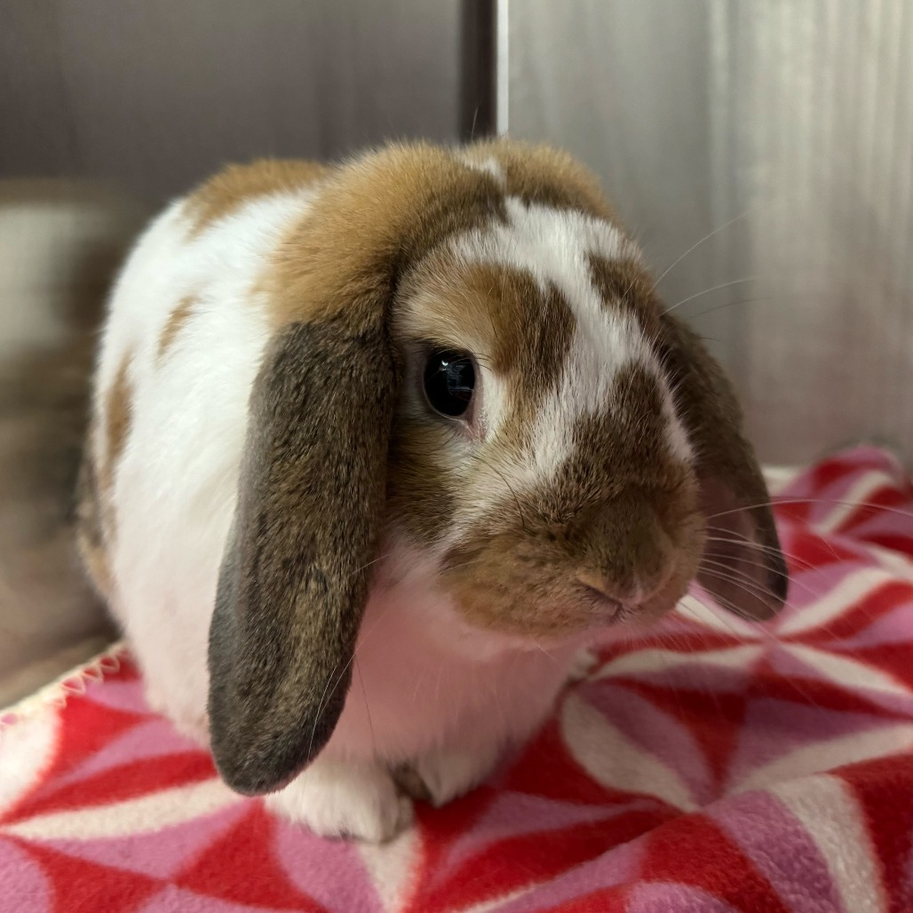 Thumper, photo 3