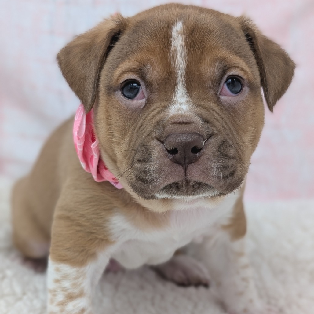 Casanova — thumbnail 3