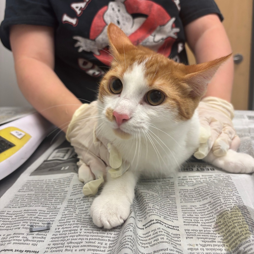 RED - Domestic Shorthair for adoption in Jacksonville