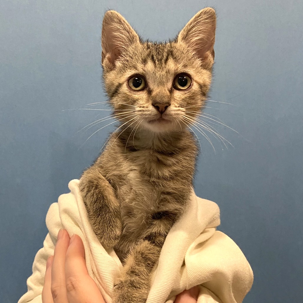 DIDI - Domestic Shorthair available for adoption
