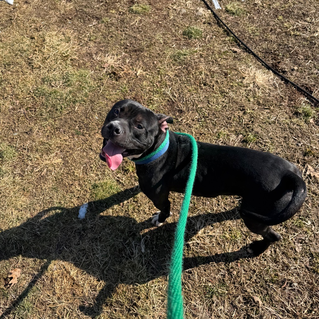 Rooster — thumbnail 5