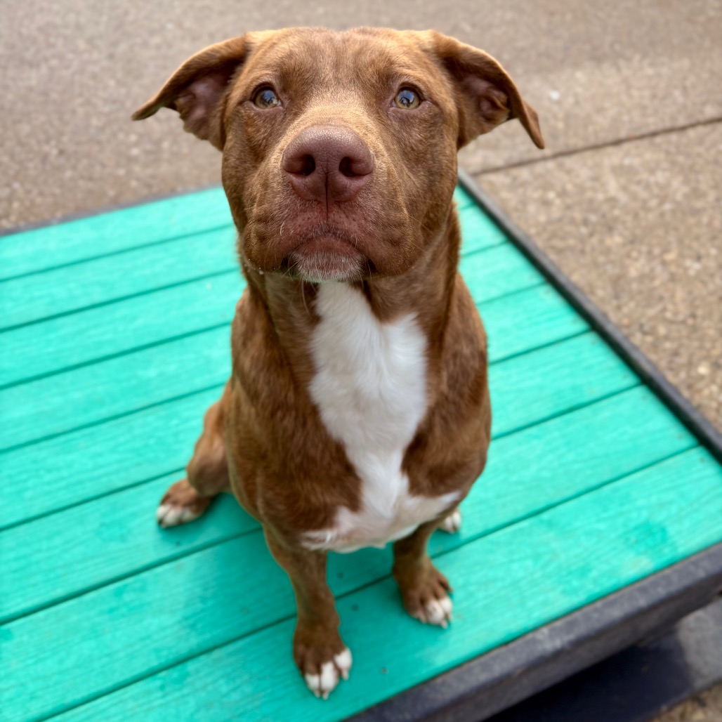 Batman — thumbnail 4