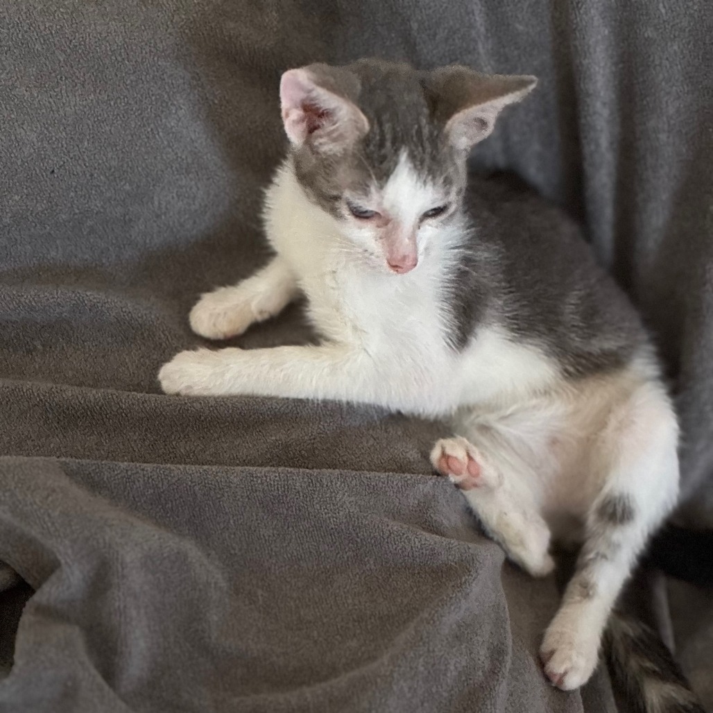 Rosie - Domestic Shorthair