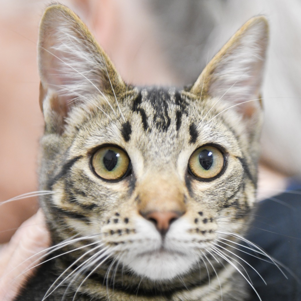 Quincy - Domestic Shorthair