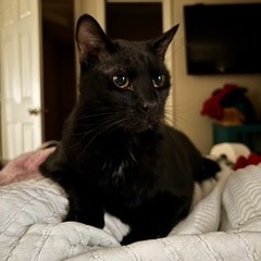 Jag