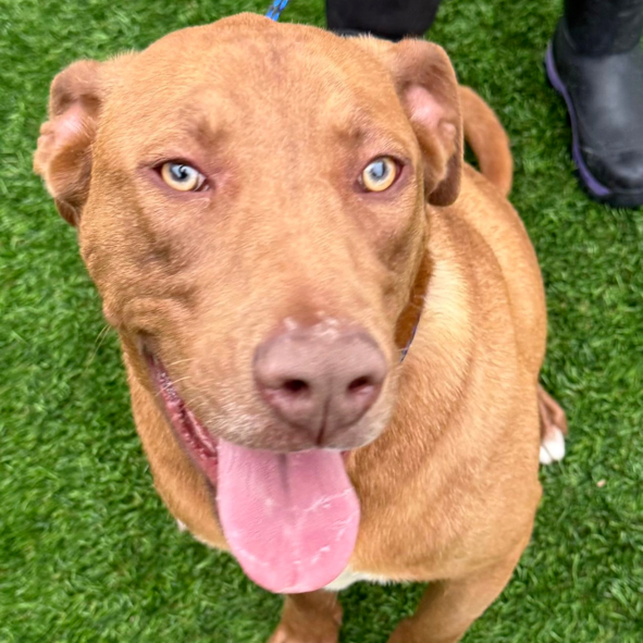 CHARLIE - Retriever, Labrador / Mix for adoption in Chattanooga