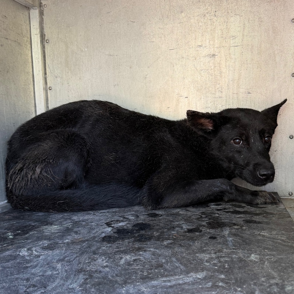 PHASMA - Retriever, Labrador / Mix available for adoption