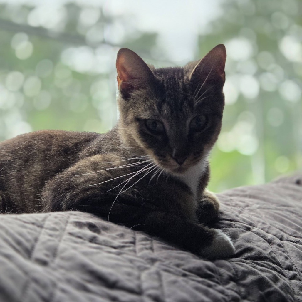 Sprinkles, photo 11