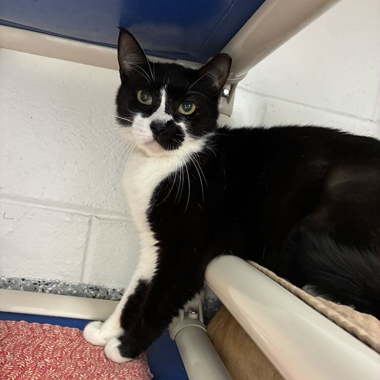 MULBERRY - Domestic Shorthair for adoption in Dayton