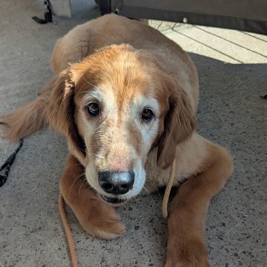 Maggie