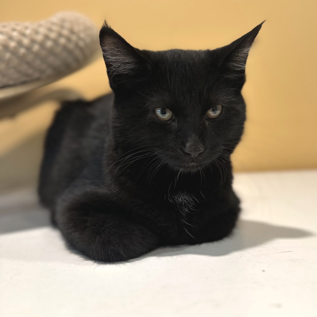 MONSTER JAM - Domestic Shorthair available for adoption