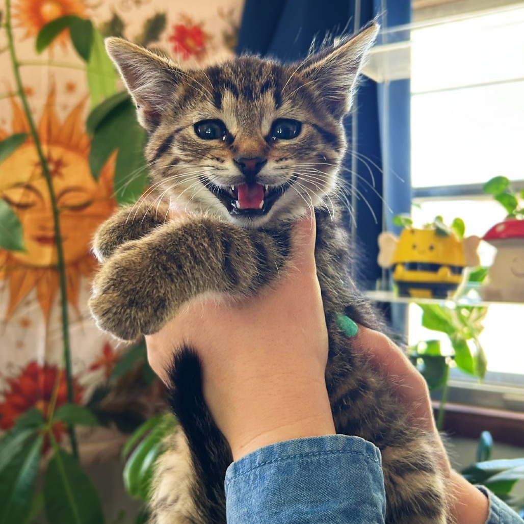 THOMAS TOMATO - Domestic Shorthair available for adoption